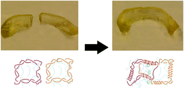 Graphical abstract: A shape healable tough hydrogel