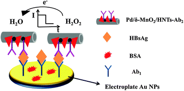 Graphical abstract: An ultrasensitive sandwich-type electrochemical immunosensor based on δ-MnO2 and palladium nanoparticles covered natural halloysite nanotubes for the detection of hepatitis B surface antigen