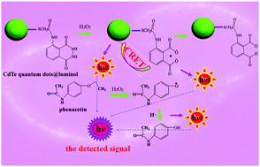 Graphical abstract: CdTe quantum dots@luminol for trace-level chemiluminescence sensing of phenacetin based on biological recognition materials