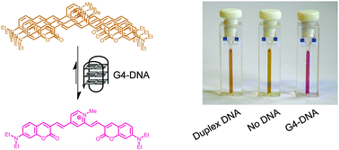 Graphical abstract: Aggregating distyrylpyridinium dye as a bimodal structural probe for G-quadruplex DNA