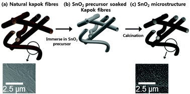 Graphical abstract: Study of the photocatalytic properties of bio-mimicked hollow SnO2 microstructures synthesized with Ceiba pentandra (L.) Gaertn. (kapok) as a natural template