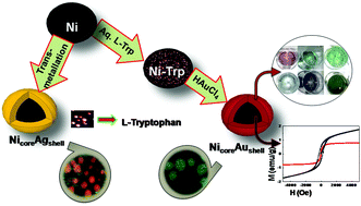 Graphical abstract: Multifaceted core–shell nanoparticles: superparamagnetism and biocompatibility