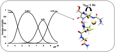Graphical abstract: Zinc(ii) and cadmium(ii) complexes of N-terminally free peptides containing two separate cysteinyl binding sites