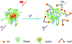 Graphical abstract: Fluorescent sensing of sulfide ions based on papain-directed gold nanoclusters