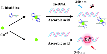 Graphical abstract: Inhibition of double-stranded DNA templated copper nanoparticles as label-free fluorescent sensors for l-histidine detection