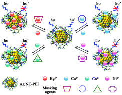 Graphical abstract: Recognition and determination of multi-metal ions based on silver nanoclusters capped by polyethyleneimine with different molecular weights