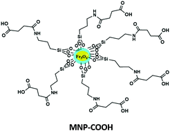 Graphical abstract: Physicochemical and antimicrobial photodynamic chemotherapy of unsymmetrical indium phthalocyanines alone or in the presence of magnetic nanoparticles