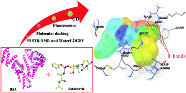 Graphical abstract: In vitro investigation of the interaction between the hepatitis C virus drug sofosbuvir and human serum albumin through 1H NMR, molecular docking, and spectroscopic analyses