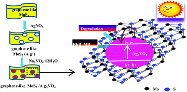 Graphical abstract: Modification of Ag3VO4 with graphene-like MoS2 for enhanced visible-light photocatalytic property and stability