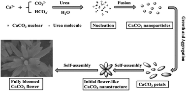 Graphical abstract: Room temperature synthesis of flower-like CaCO3 architectures