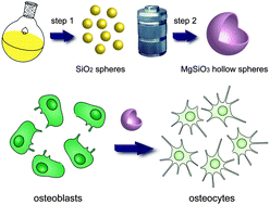 Graphical abstract: Achieving accelerated osteogenic differentiation via novel magnesium silicate hollow spheres