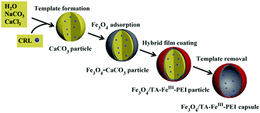 Graphical abstract: Facile one-pot assembly of adhesive phenol/FeIII/PEI complexes for preparing magnetic hybrid microcapsules