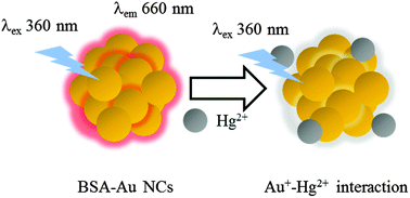Graphical abstract: Microwave-assisted synthesis of bovine serum albumin–gold nanoclusters and their fluorescence-quenched sensing of Hg2+ ions