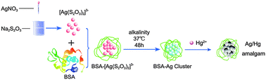 Graphical abstract: Green-emitting fluorescence Ag clusters: facile synthesis and sensors for Hg2+ detection