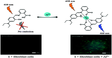 Graphical abstract: A highly selective and sensitive fluorescent turn-on Al3+ chemosensor in aqueous media and living cells: experimental and theoretical studies