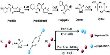 Graphical abstract: Colorimetric β-lactamase inhibitor assay with double catalyzed signal amplification