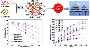 Graphical abstract: Enhanced mechanical stability and sensitive swelling performance of chitosan/yeast hybrid hydrogel beads