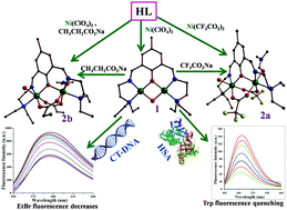 Graphical abstract: Dinuclear nickel complexes of divergent Ni⋯Ni separation showing ancillary ligand addition and bio-macromolecular interaction