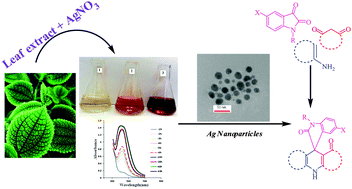 Graphical abstract: Green synthesis and characterization of silver nanoparticles using Ferula latisecta leaf extract and their application as a catalyst for the safe and simple one-pot preparation of spirooxindoles in water