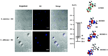 Graphical abstract: Theoretical and experimental characterization of a novel pyridine benzimidazole: suitability for fluorescence staining in cells and antimicrobial properties