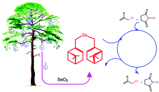 Graphical abstract: A mild and efficient method for the synthesis of a new optically active diallyl selenide and its catalytic activity in the allylic chlorination of natural terpenes