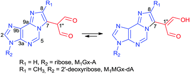Graphical abstract: Structural studies of malonaldehyde–glyoxal and malonaldehyde–methylglyoxal etheno adducts of adenine nucleosides based on spectroscopic methods and DFT-GIAO calculations
