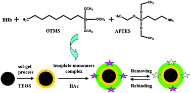 Graphical abstract: Surface protein imprinted magnetic nanoparticles for specific recognition of bovine hemoglobin