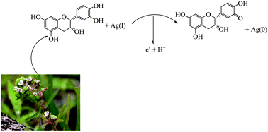 Graphical abstract: Biosynthesis, characterization and catalytic activity of an Ag/zeolite nanocomposite for base- and ligand-free oxidative hydroxylation of phenylboronic acid and reduction of a variety of dyes at room temperature