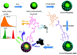Graphical abstract: Rhodamine-modified upconversion nanoprobe for distinguishing Cu2+ from Hg2+ and live cell imaging