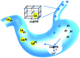 Graphical abstract: The evaluation of lanthanum trapped prussian blue as a phosphate binding agent with reduced bone uptake