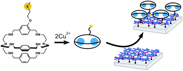 Graphical abstract: A bistren cryptand with a remote thioether function: Cu(ii) complexation in solution and on the surface of gold nanostars