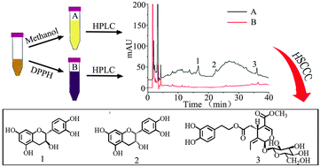 Graphical abstract: DPPH-HPLC-DAD analysis combined HSCCC for screening and identification of radical scavengers in Cynomorium songaricum Rupr.