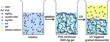 Graphical abstract: PVA-reinforced glutathione–Ag hydrogels and release of Ag nanoparticles and drugs by UV-triggered controllable disassembly