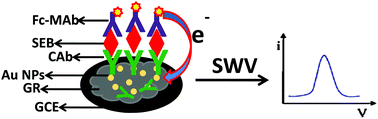 Graphical abstract: Enzyme free detection of staphylococcal enterotoxin B (SEB) using ferrocene carboxylic acid labeled monoclonal antibodies: an electrochemical approach