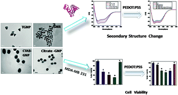 Graphical abstract: Effect of surface chemistry and morphology of gold nanoparticle on the structure and activity of common blood proteins