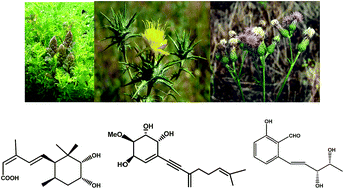 Graphical abstract: Fungal phytotoxins with potential herbicidal activity: chemical and biological characterization