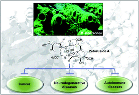 Graphical abstract: Peloruside A: a lead non-taxoid-site microtubule-stabilizing agent with potential activity against cancer, neurodegeneration, and autoimmune disease