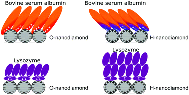 Graphical abstract: Surface charge effects in protein adsorption on nanodiamonds