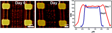 Graphical abstract: In situ nanomechanical characterization of the early stages of swelling and degradation of a biodegradable polymer