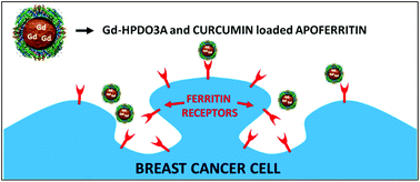 Graphical abstract: Targeting ferritin receptors for the selective delivery of imaging and therapeutic agents to breast cancer cells