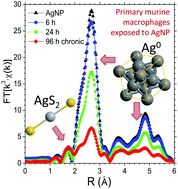 Graphical abstract: Exposure-dependent Ag+ release from silver nanoparticles and its complexation in AgS2 sites in primary murine macrophages