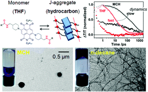 Graphical abstract: J-aggregation, its impact on excited state dynamics and unique solvent effects on macroscopic assembly of a core-substituted naphthalenediimide