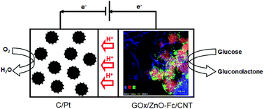 Graphical abstract: Novel ferrocene-anchored ZnO nanoparticle/carbon nanotube assembly for glucose oxidase wiring: application to a glucose/air fuel cell