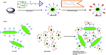 Graphical abstract: Synthesis and application of glycoconjugate-functionalized magnetic nanoparticles as potent anti-adhesion agents for reducing enterotoxigenic Escherichia coli infections