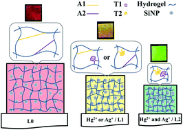 Graphical abstract: Colorimetric logic response based on aptamer functionalized colloidal crystal hydrogels