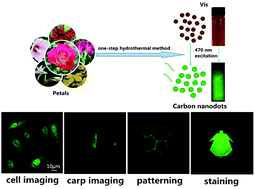 Graphical abstract: Facile and eco-friendly synthesis of green fluorescent carbon nanodots for applications in bioimaging, patterning and staining
