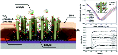 Graphical abstract: Ultrarapid and ultrasensitive electrical detection of proteins in a three-dimensional biosensor with high capture efficiency