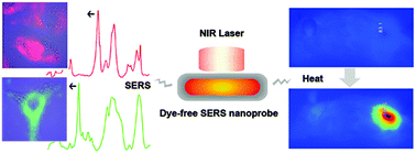 Graphical abstract: Dye-free near-infrared surface-enhanced Raman scattering nanoprobes for bioimaging and high-performance photothermal cancer therapy
