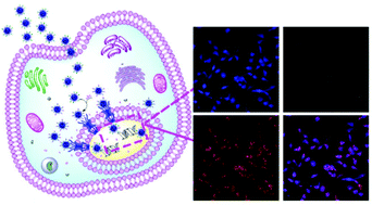 Graphical abstract: One pot synthesis of highly luminescent polyethylene glycol anchored carbon dots functionalized with a nuclear localization signal peptide for cell nucleus imaging