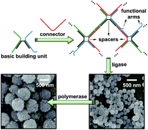 Graphical abstract: Self-assembled multifunctional DNA nanospheres for biosensing and drug delivery into specific target cells